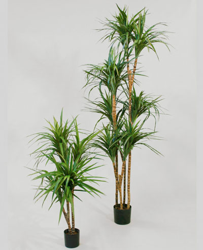 19-110 Dracaena 110cm, 19-150 Dracaena 150cm, 19-180 Dracaena 180cm